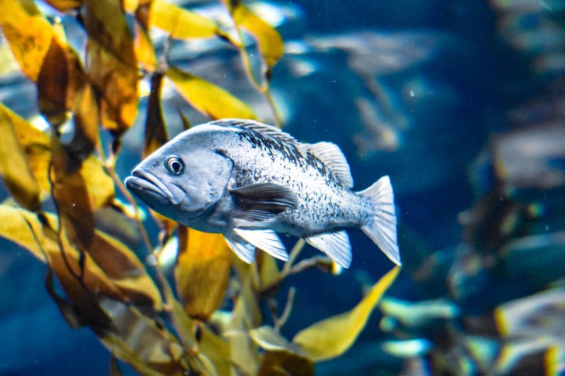 Warming Waters Drop Oxygen For Rockfish