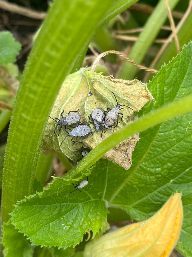 Warning Sign: Leaf Undersides Show Eggs, Nymphs, Or Clusters Of Bugs Warning Sign: Leaf Undersides Show Eggs, Nymphs, Or Clusters Of Bugs