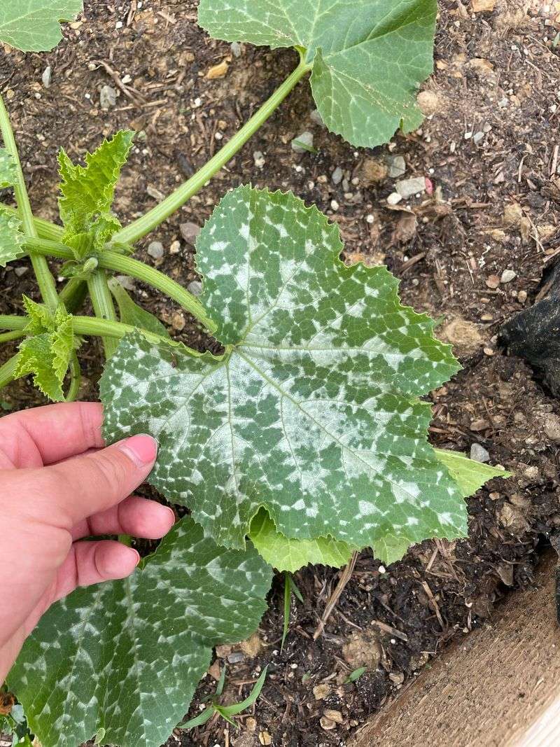 Warning Sign: White Powdery Patches Spread On Leaves Warning Sign: White Powdery Patches Spread On Leaves