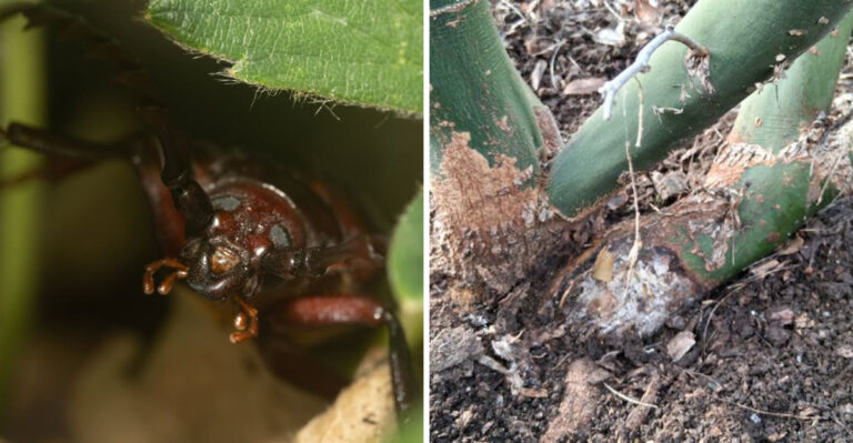 Warning Signs Palo Verde Root Borers Are Attacking Your Arizona Desert Trees