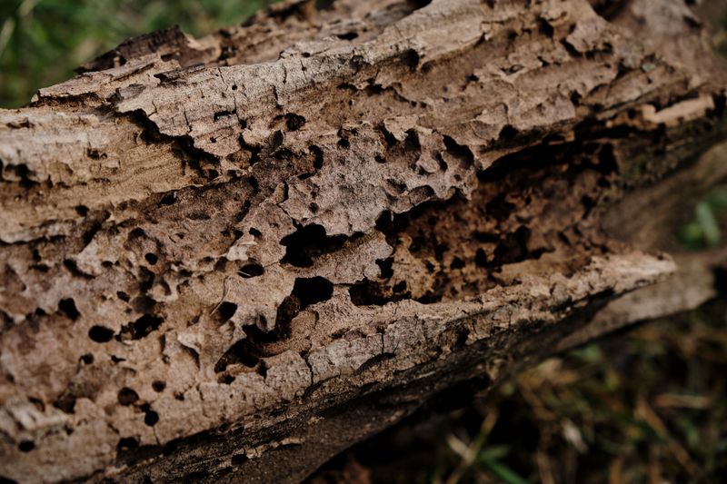 Warning Signs Your Trees May Be Infested