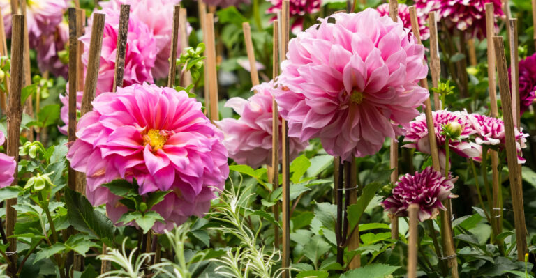 staking dahlias