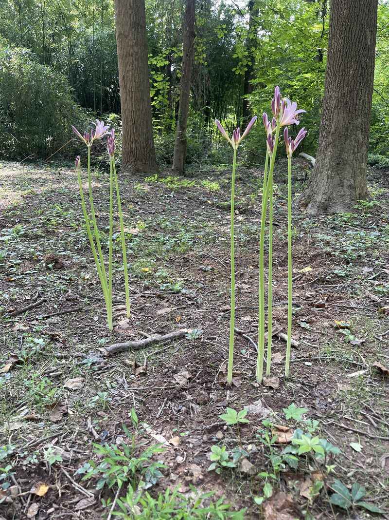 Watch Bare Stalks Rise After The Leaves Vanish Watch Bare Stalks Rise After The Leaves Vanish