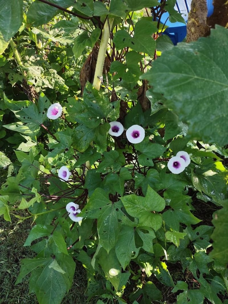 Watch Bindweed And Morning Glory Relatives