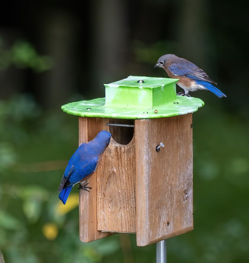 Watch Bluebirds Reward Open Space Done Right Watch Bluebirds Reward Open Space Done Right