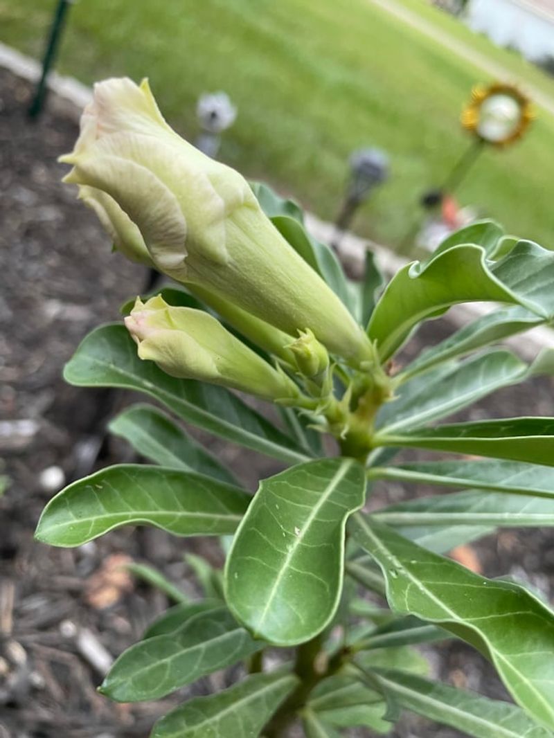 Watch Buds Before Heat Stress Builds