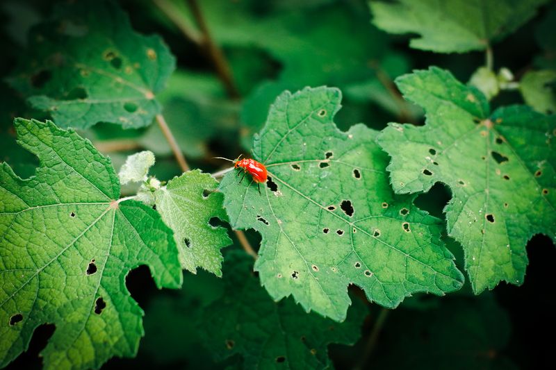 Watch Closely For Late-Season Pests Watch Closely For Late-Season Pests