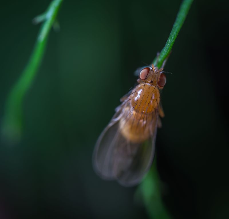 Watch Closely For Pests Like Spotted Wing Drosophila Watch Closely For Pests Like Spotted Wing Drosophila