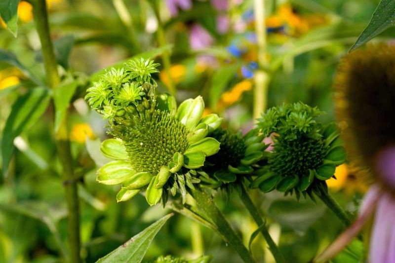 Watch For Aster Yellows And Distorted Flowers