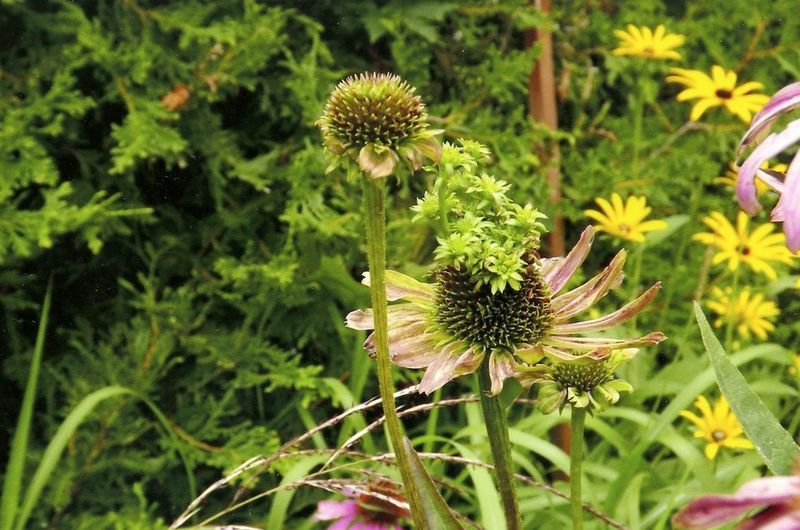 Watch For Aster Yellows Or Distorted Growth Watch For Aster Yellows Or Distorted Growth