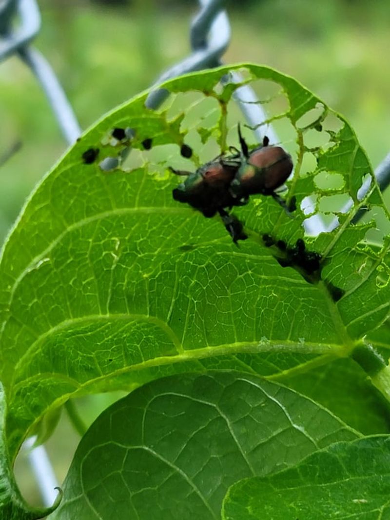 Watch For Beetles And Leaf Damage Watch For Beetles And Leaf Damage