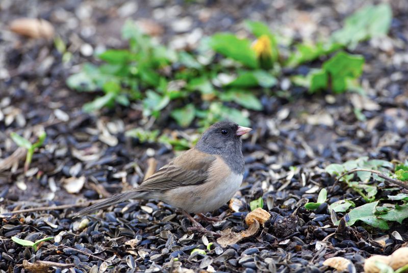Watch For Bird-Spread Seedlings