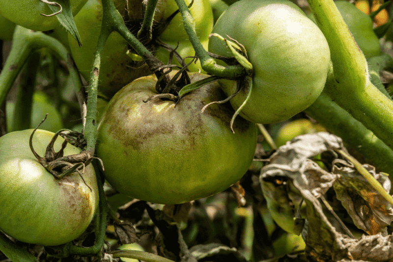 Watch For Blight By Late July