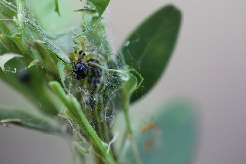 Watch For Box Tree Moth Damage Too Watch For Box Tree Moth Damage Too