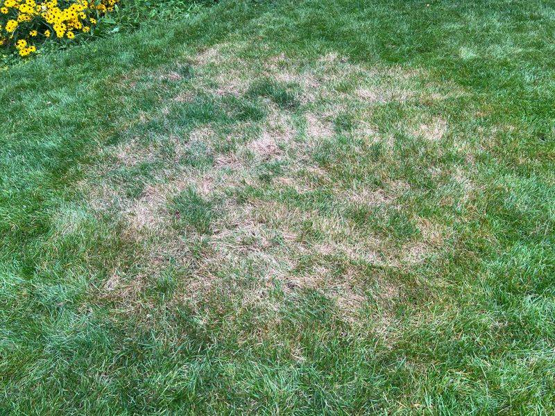 Watch For Brown Patch Disease