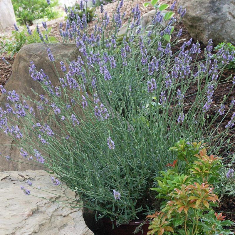 Watch For Damp, Shaded Spots