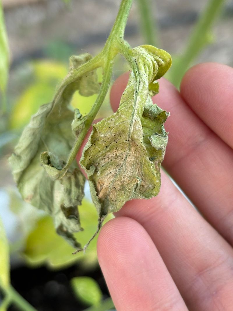 Watch For Dark Greasy-Looking Spots On Leaves