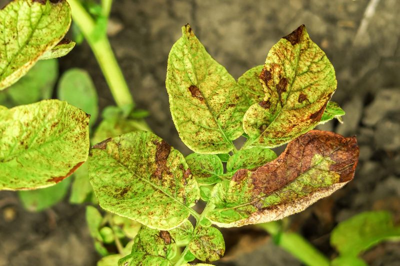 Watch For Disease, Rot, And Pest Problems Watch For Disease, Rot, And Pest Problems