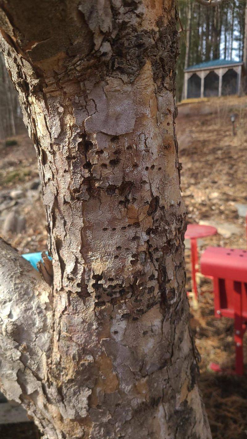 Watch For Dogwood Borer Damage Watch For Dogwood Borer Damage