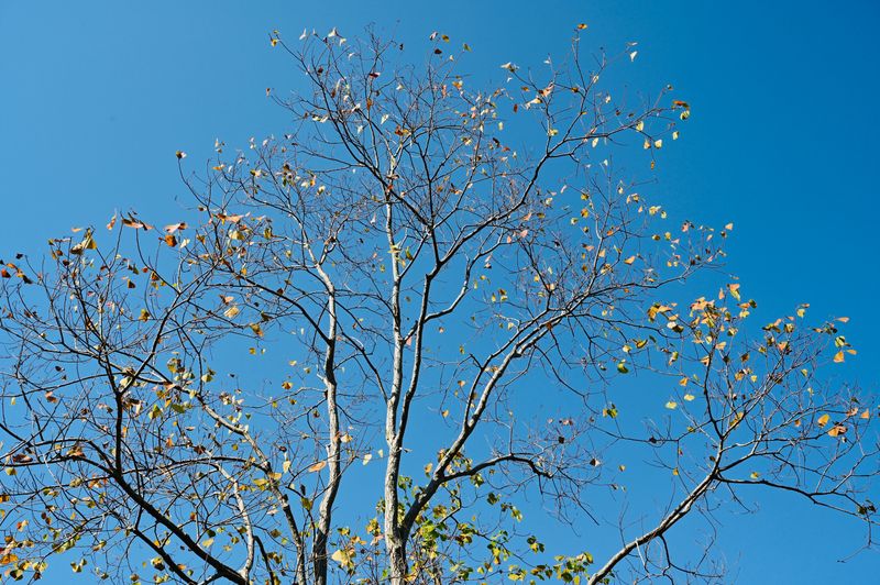 Watch For Early Leaf Drop
