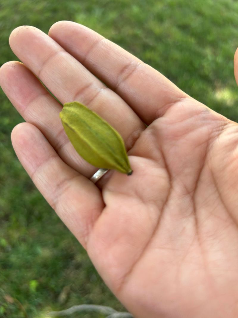 Watch For Early Nut Drop During Drought Stress Watch For Early Nut Drop During Drought Stress