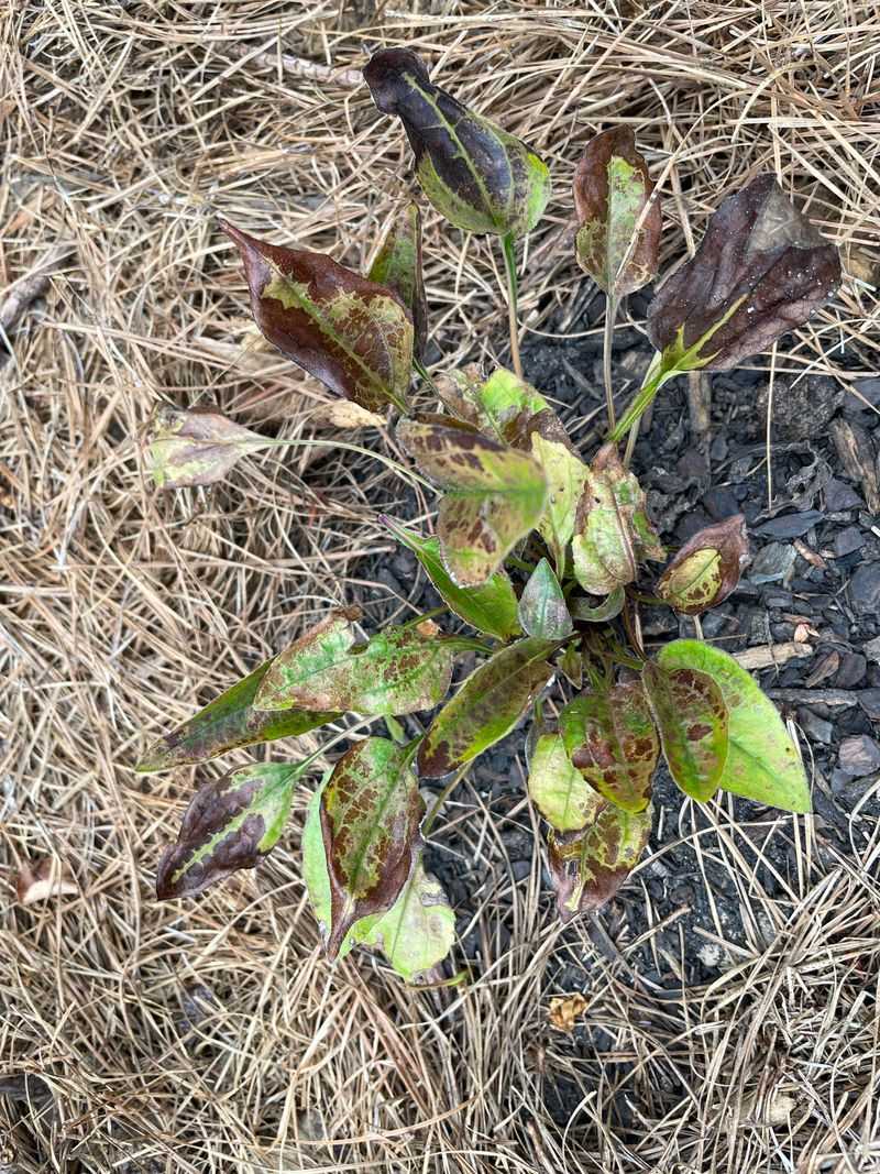 Watch For Leaf Spots And Powdery Growth Early Watch For Leaf Spots And Powdery Growth Early