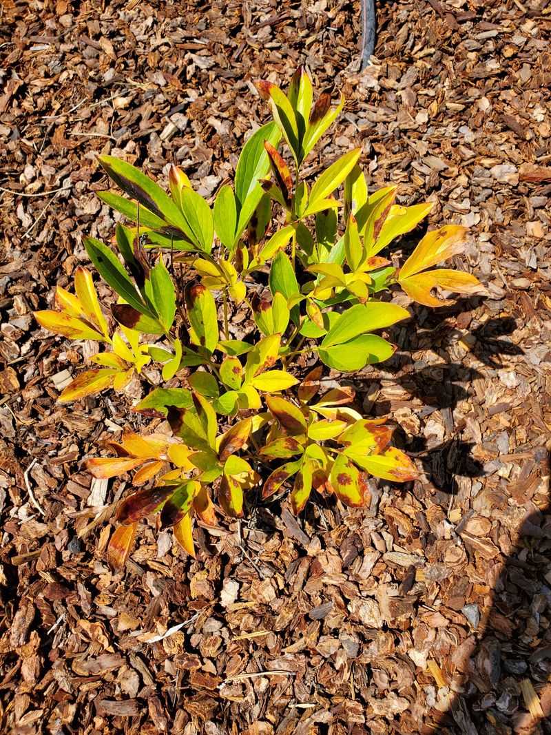 Watch For Leaf Spots
