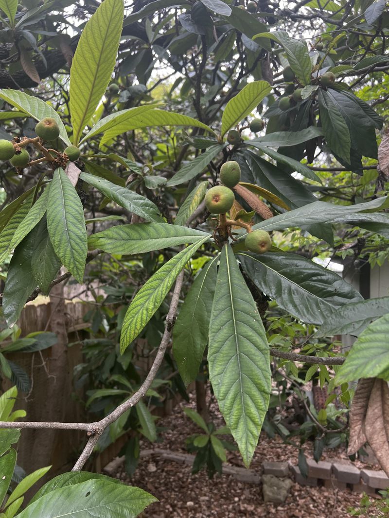 Watch For Messy Fruit Near Walkways Watch For Messy Fruit Near Walkways
