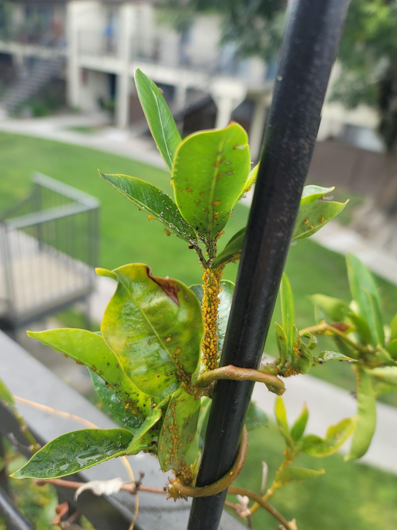 Watch For Milky Sap And Common Pests