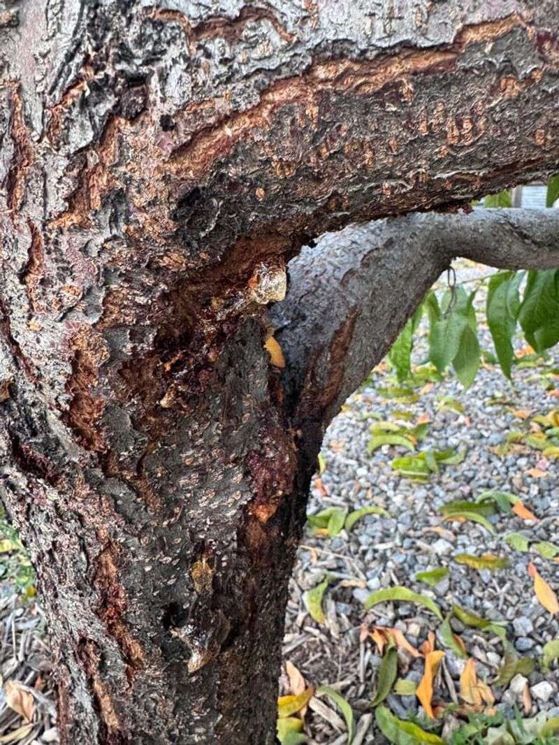 Watch For Peach Tree Borers
