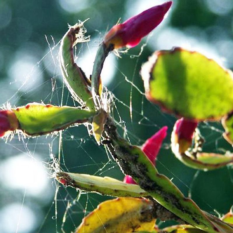 Watch For Pests Before They Spread Watch For Pests Before They Spread
