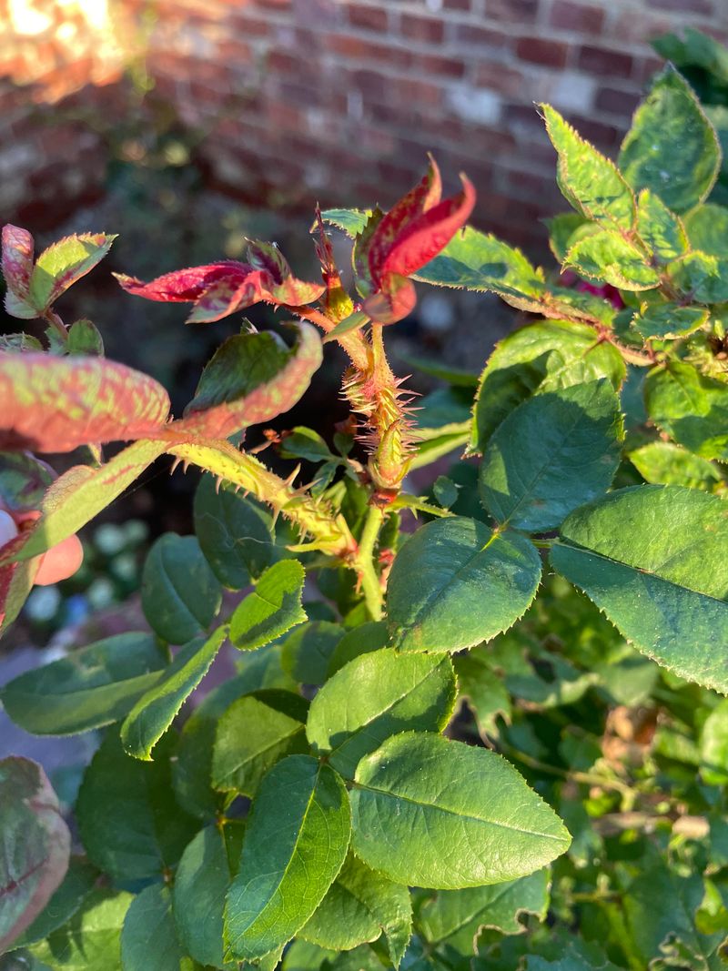 Watch For Rose Rosette Disease Early Watch For Rose Rosette Disease Early