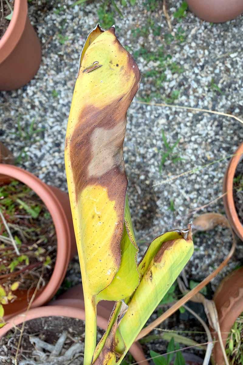 Watch For Rot And Leaf Spot After Rain Watch For Rot And Leaf Spot After Rain