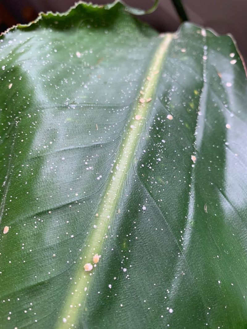 Watch For Scale And Leaf Spots