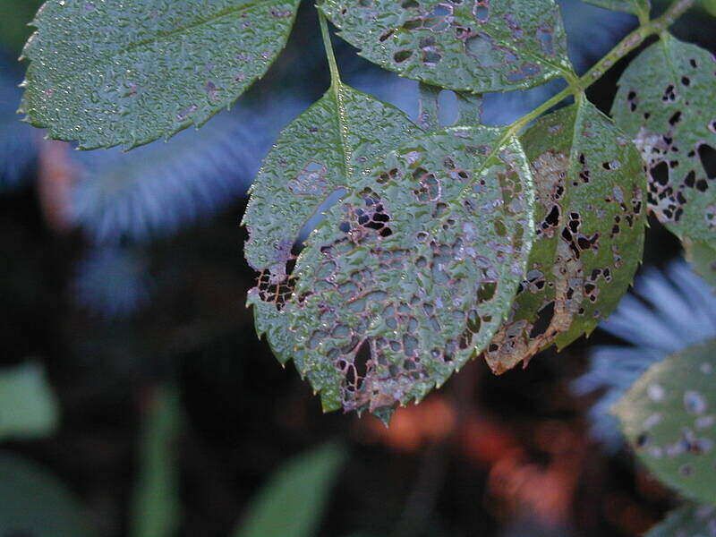 Watch For Skeletonized Rose Leaves