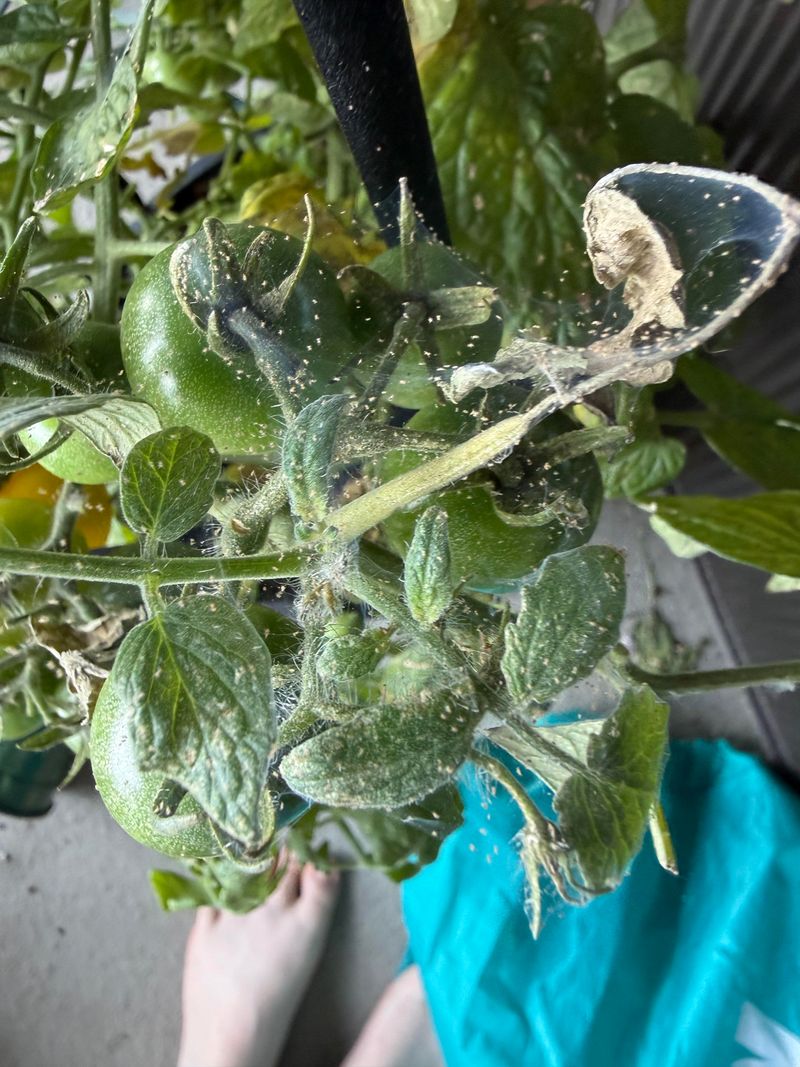 Watch For Spider Mites On Stressed Plants Watch For Spider Mites On Stressed Plants