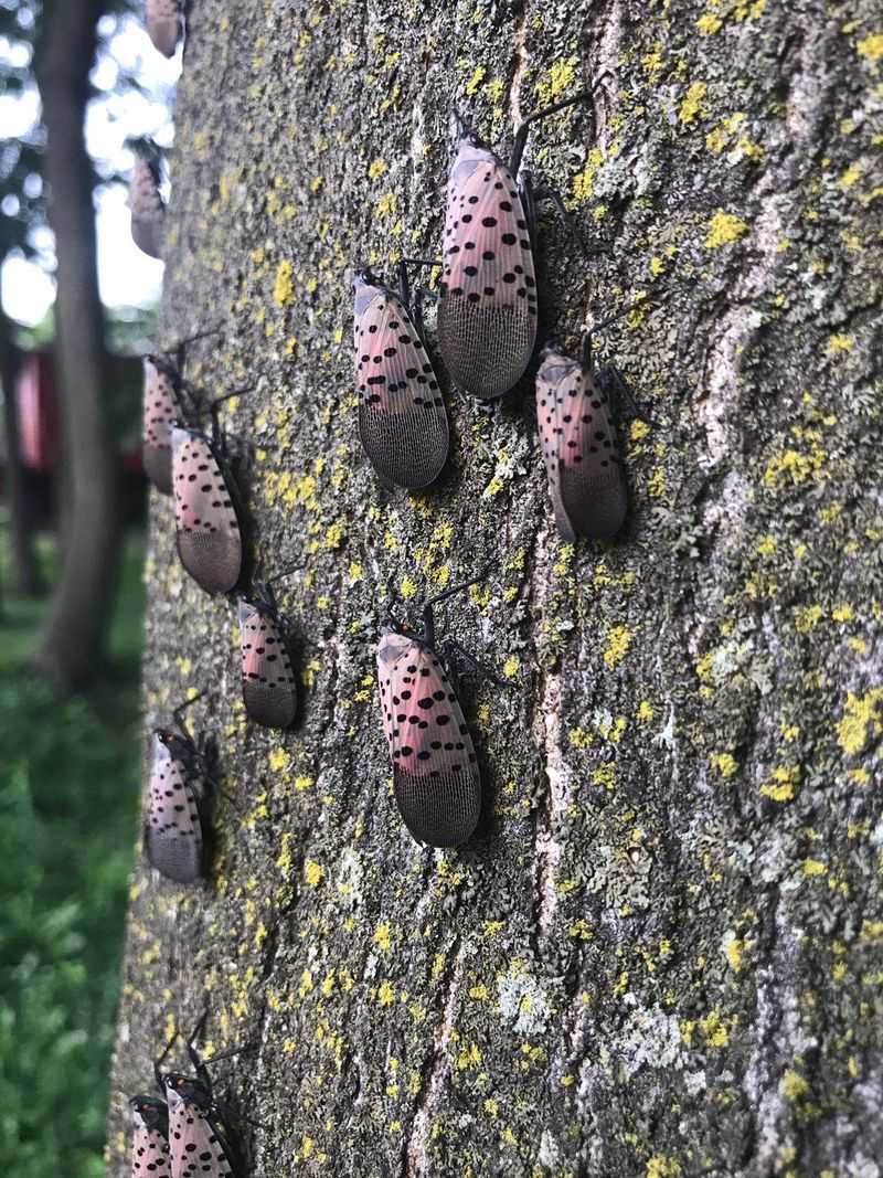 Watch Grapes, Maples, Walnuts, And Backyard Trees Watch Grapes, Maples, Walnuts, And Backyard Trees