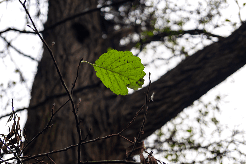 Watch Green Leaves Falling Off Early Watch Green Leaves Falling Off Early