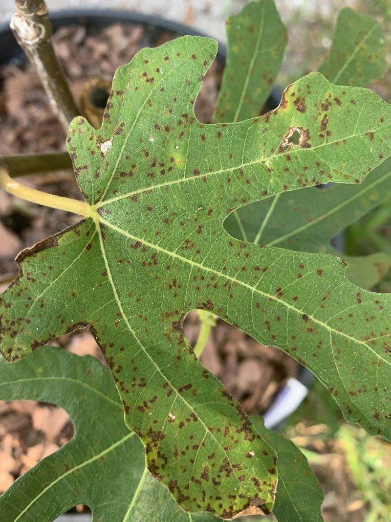 Watch Leaves For Early Signs Of Rust