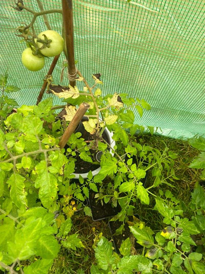 Watch Lush Growth Hide A Weak Harvest Watch Lush Growth Hide A Weak Harvest