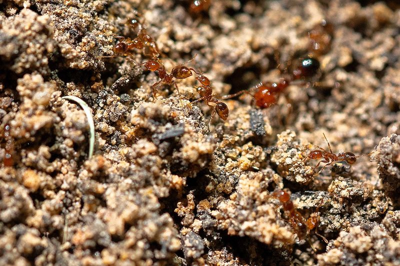 Watch Moist Soil, Compost, And Irrigated Edges Watch Moist Soil, Compost, And Irrigated Edges