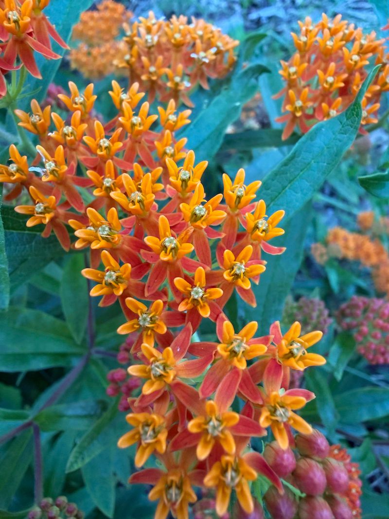 Watch Monarchs In The Garden Instead Of Raising Them Indoors Watch Monarchs In The Garden Instead Of Raising Them Indoors