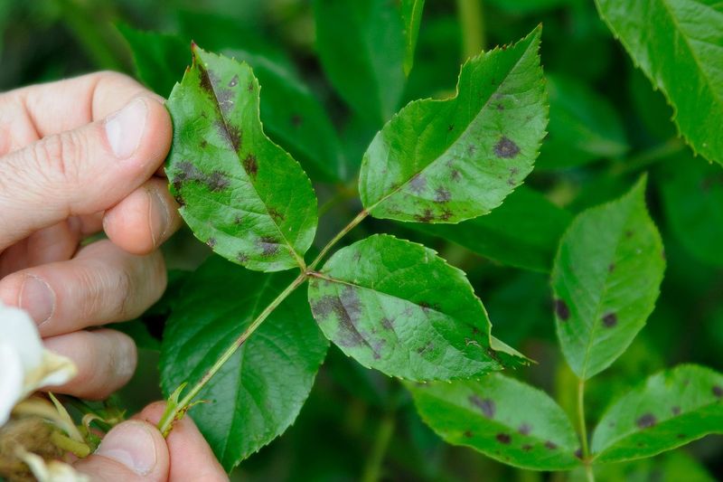 Watch New Growth For Early Black Spot Symptoms