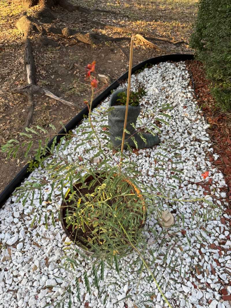 Watch New Growth For Signs Of Heat Stress Watch New Growth For Signs Of Heat Stress