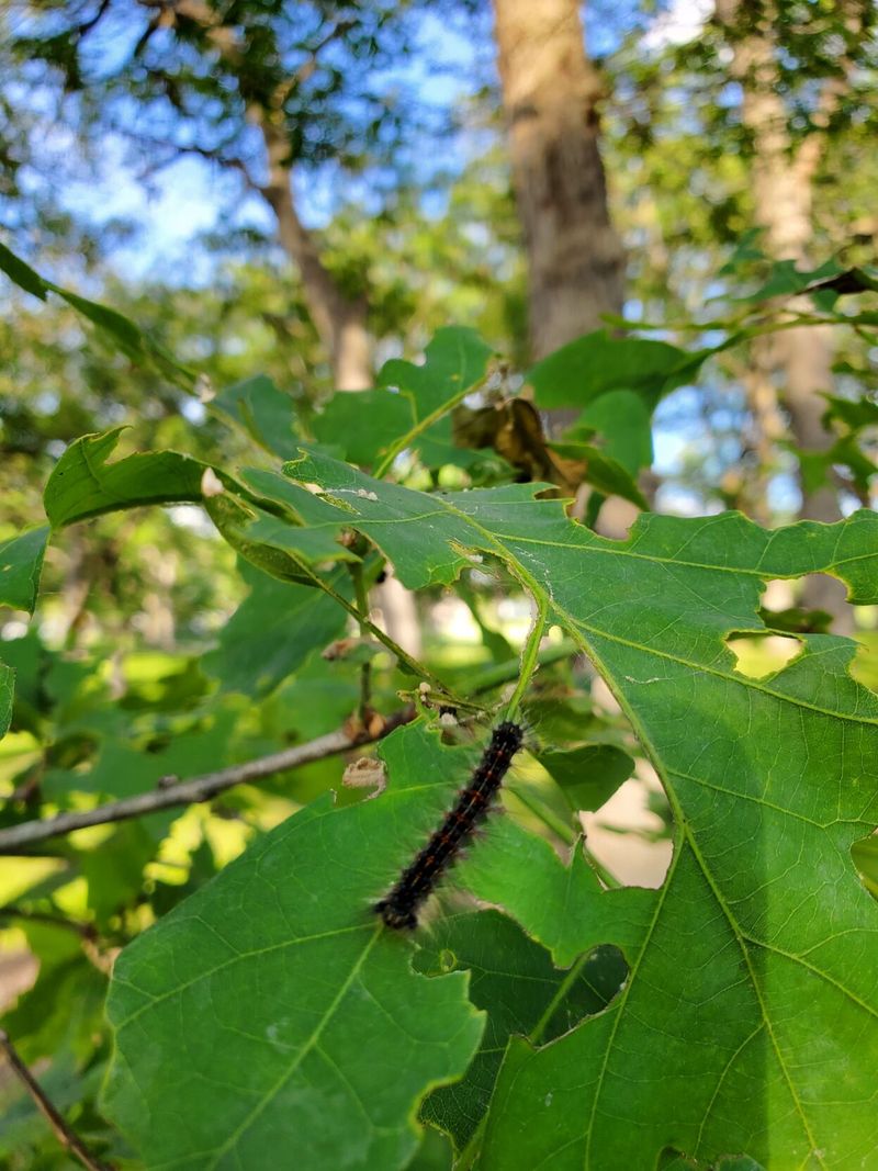 Watch Oak Leaves For Chewed Edges And Bare Branches