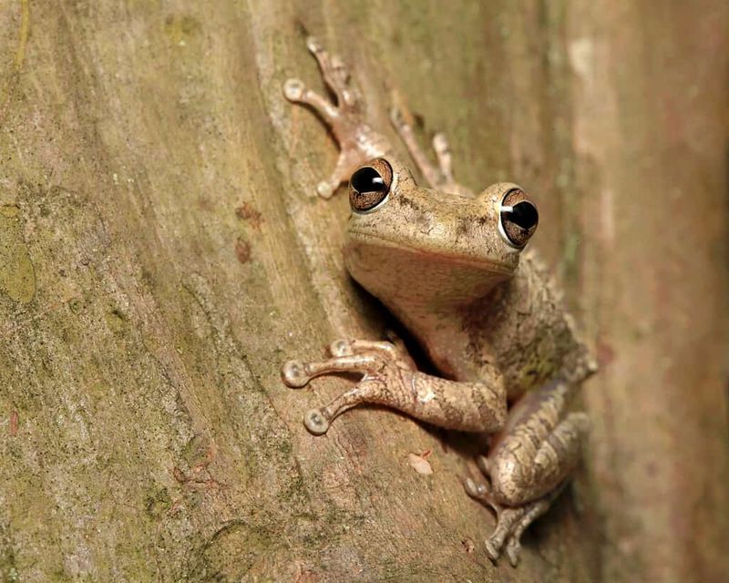 Watch Out For Cane Toads And Cuban Treefrogs Watch Out For Cane Toads And Cuban Treefrogs