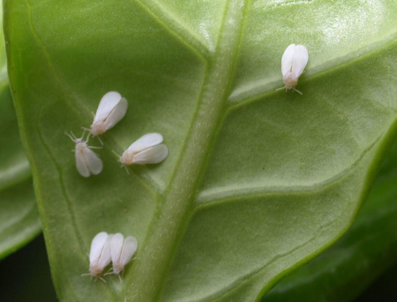 Watch Pests Before Buds Get Stressed