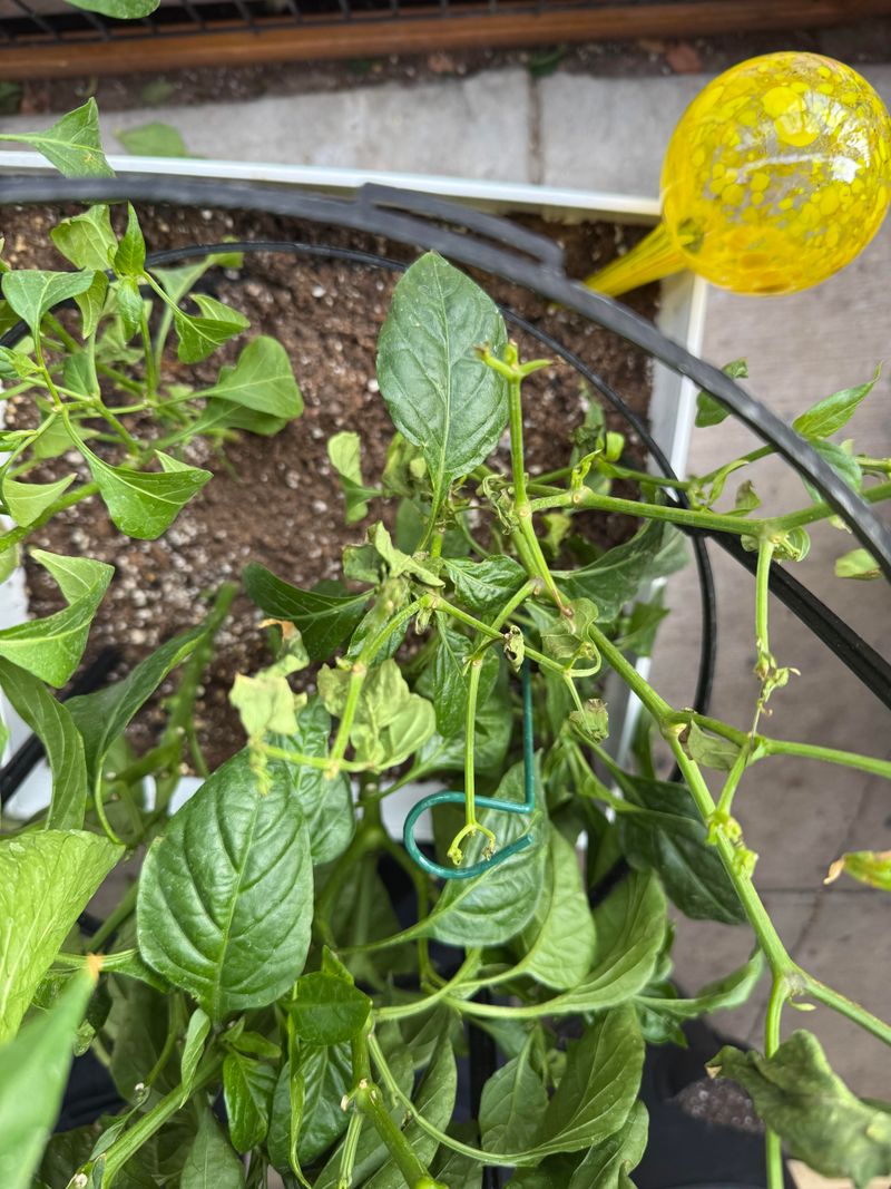 Watch Plants For Early Signs Of Thirst Watch Plants For Early Signs Of Thirst