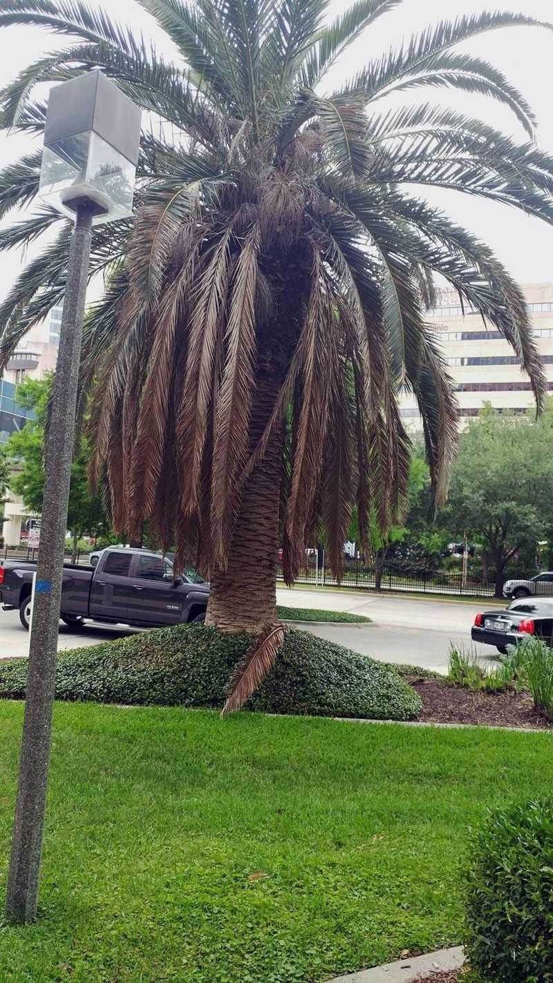 Watch The Oldest Fronds First Watch The Oldest Fronds First