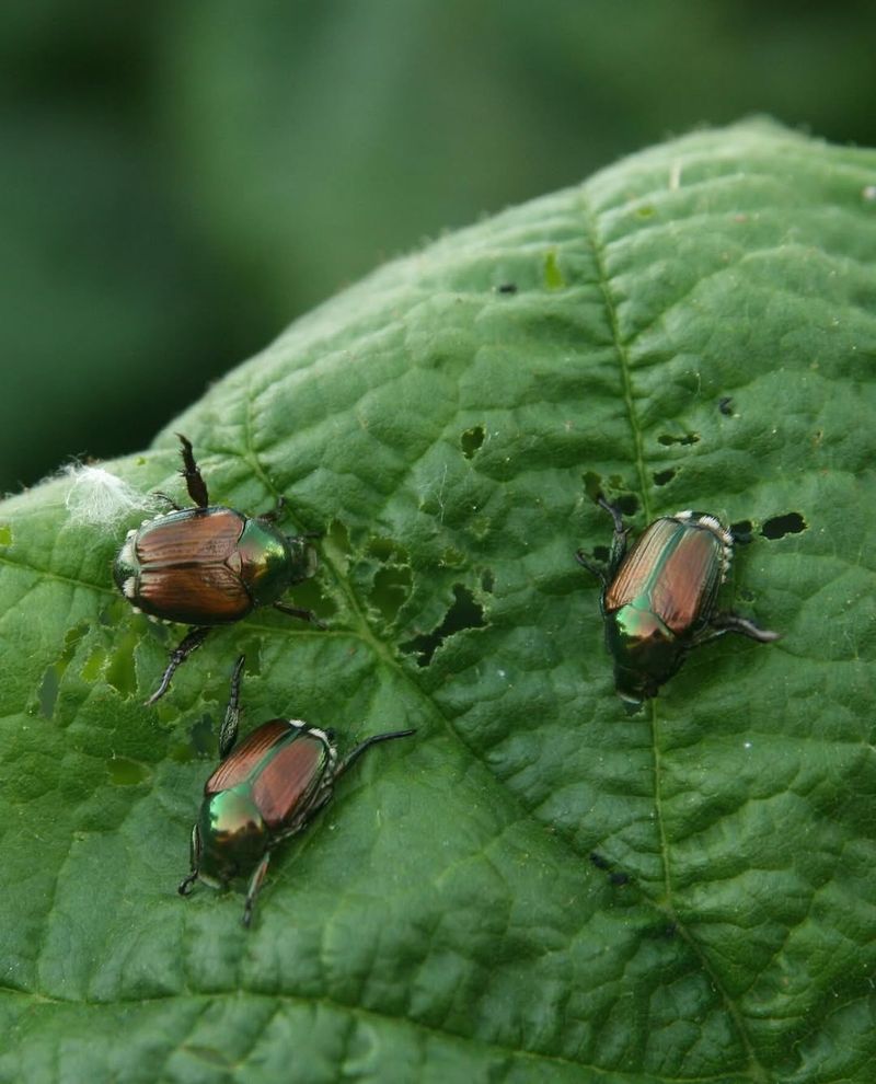 Watch The Timing After July Beetle Activity Watch The Timing After July Beetle Activity